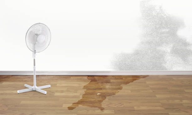 Best Mold removal after water damage  in Shamokin Dam, PA